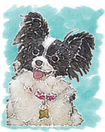 Lexi the Papillon