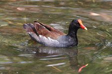 Common Moorhen