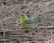 Pine Warbler